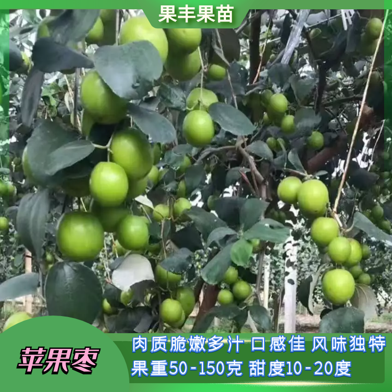 苹果枣（雪蜜枣）又称牛奶枣树苗_台湾大青枣苗批发价格