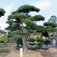 15-30公分造型松树供应 根系发达 耐寒耐旱易管理