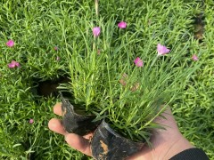 欧石竹的四季繁殖