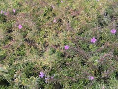 了解丛生福禄考花期对种植有什么帮助