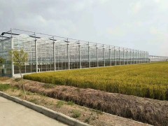 Principles for Irrigating Glass Greenhouses