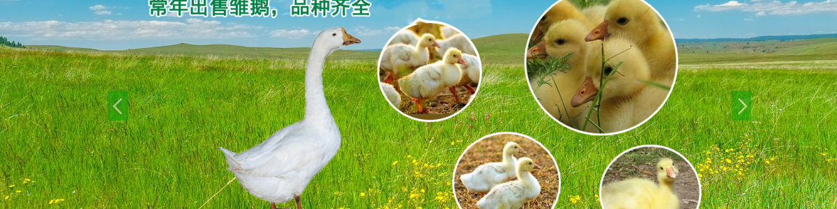 Shandong Xinnong Goose Breeding Farm