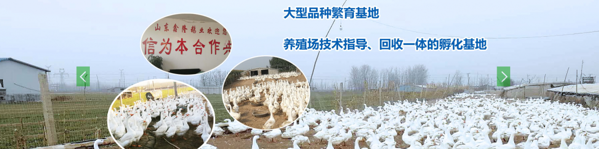 Shandong Xinnong Goose Breeding Farm