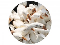 纯种大三花白鹅苗