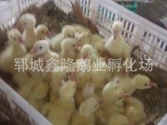 四季鹅好鹅苗