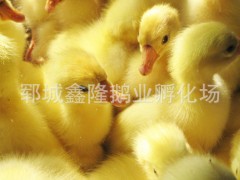 多品种鹅苗批发