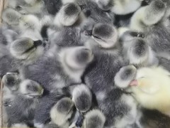 法国朗德鹅苗批发