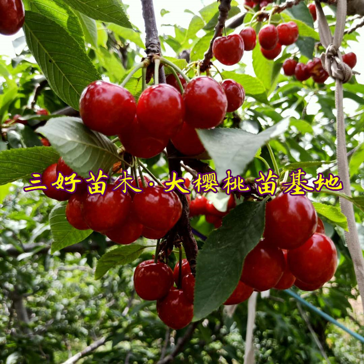 美早樱桃品种基地种植区