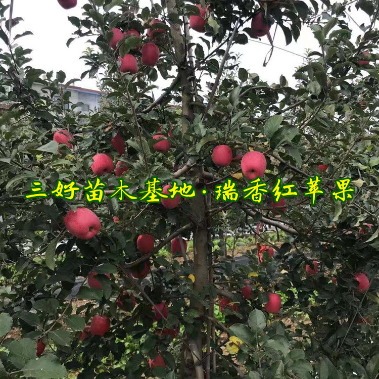 苹果苗亩栽量种植几年结果