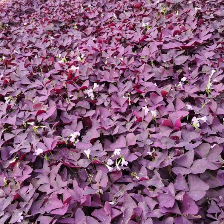 紫叶红花酢酱菜