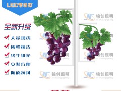 LED葡萄灯