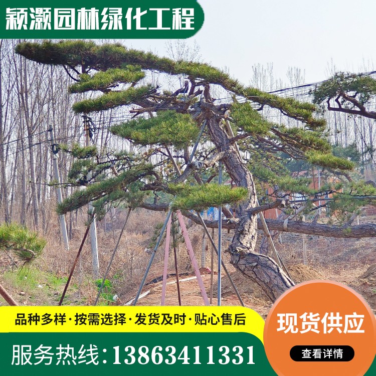 造型油松批发 绿化树苗木 四季常青大型松树