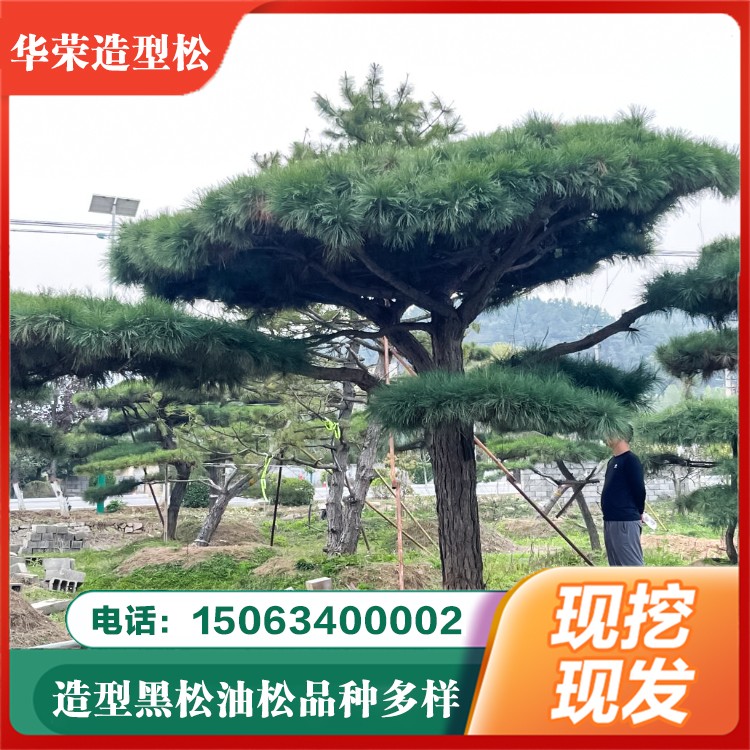 造型松 基地常年供应绿化松树 多种公分可选