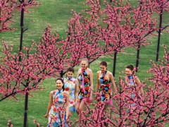 北京市第十二届国际桃花节