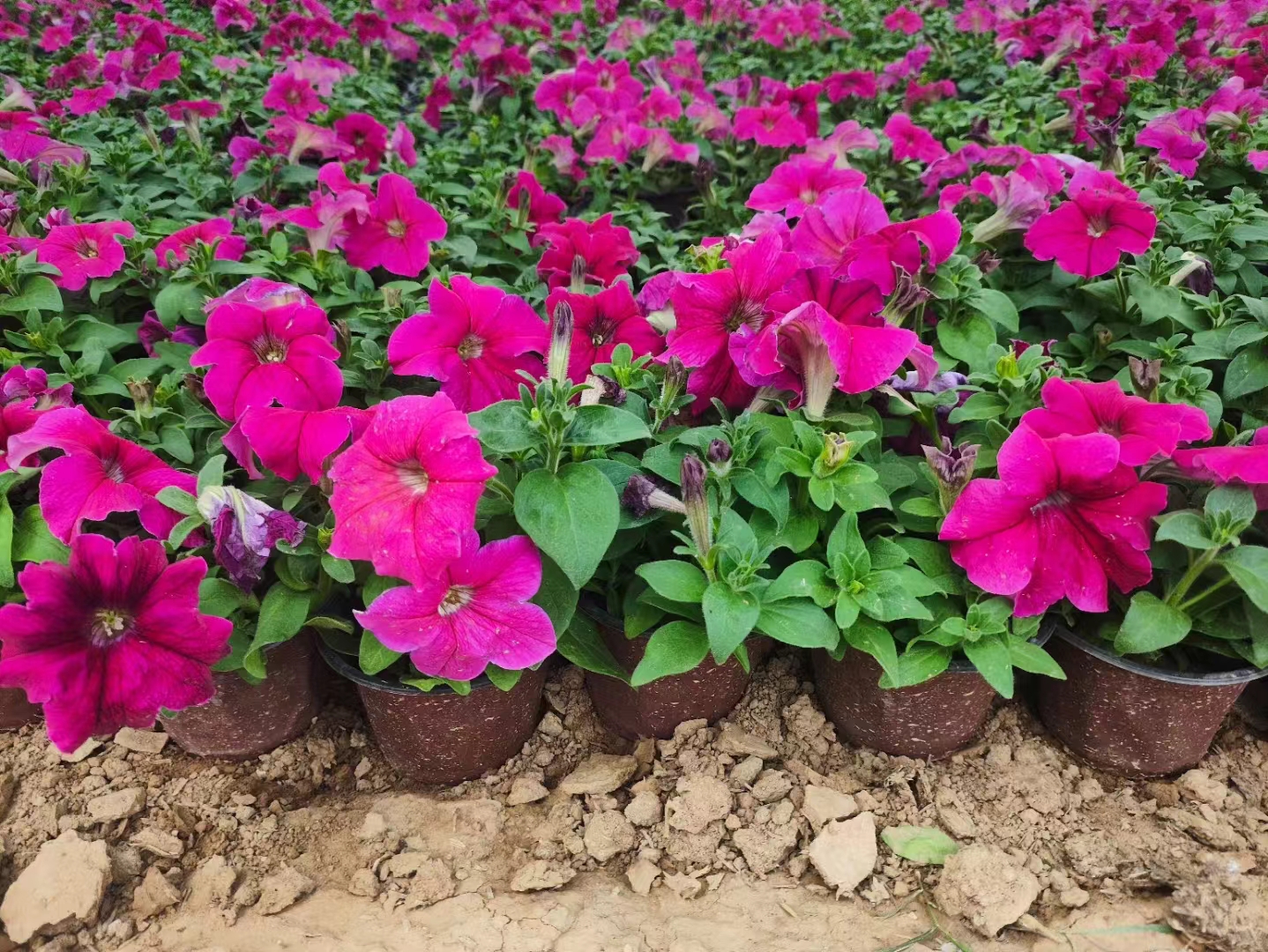 Qingzhou Lingying Flower and Seedling Garden