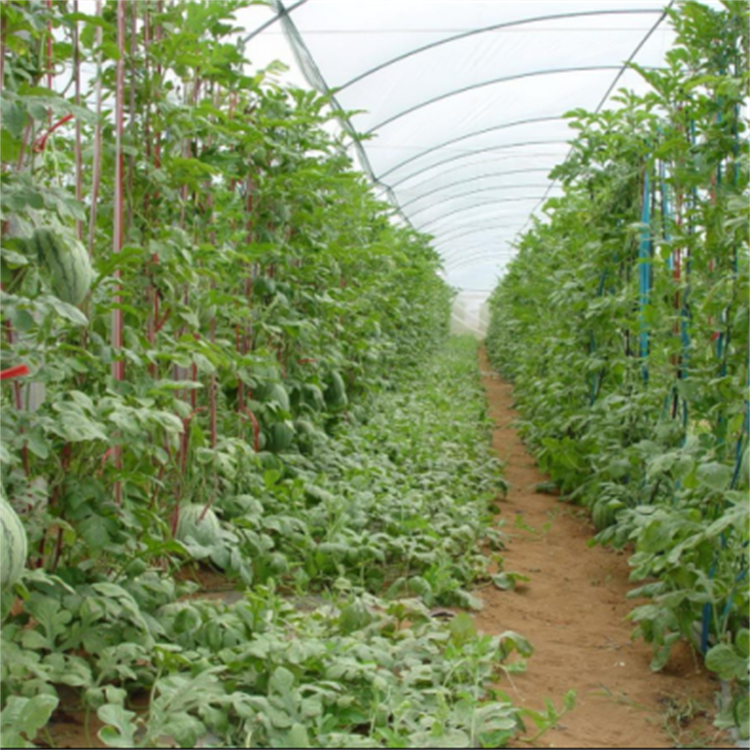 农用小拱棚棒玻璃纤维棒西瓜花卉育苗保温棚 经久耐用