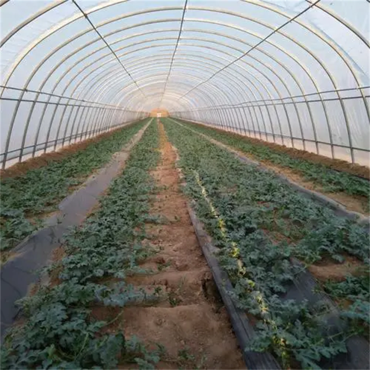连栋薄膜温室 西瓜种植 蔬菜养殖 结构稳定 可加工定制