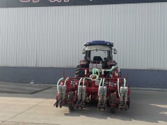 Qingdao Dashun Shows You How to Grow Great Carrots