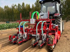 How to Grow Excellent Radishes and Cabbage: We Have the Perfect Tips