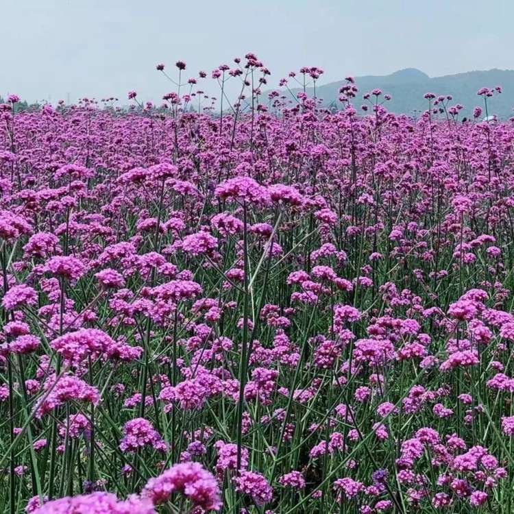 马鞭草