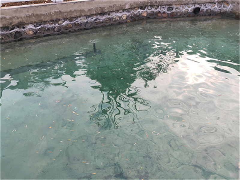 鱼池处理