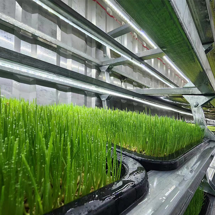 无土栽培牧草设备