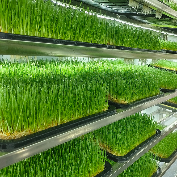 水培牧草种植设备