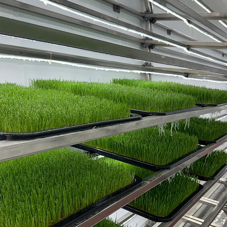 植物工厂牧草