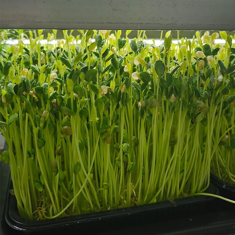 芽苗菜水培设备