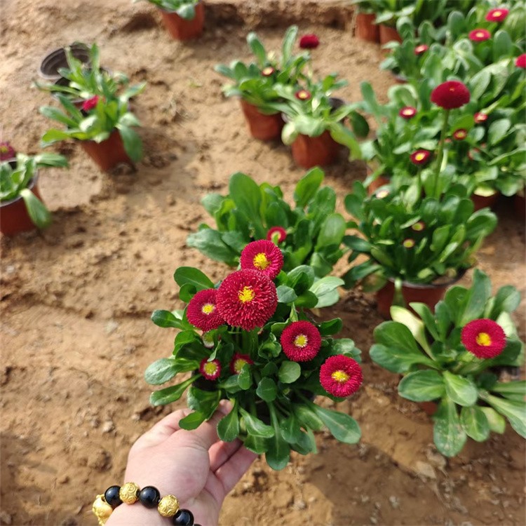 Bi-color Daisy Planter