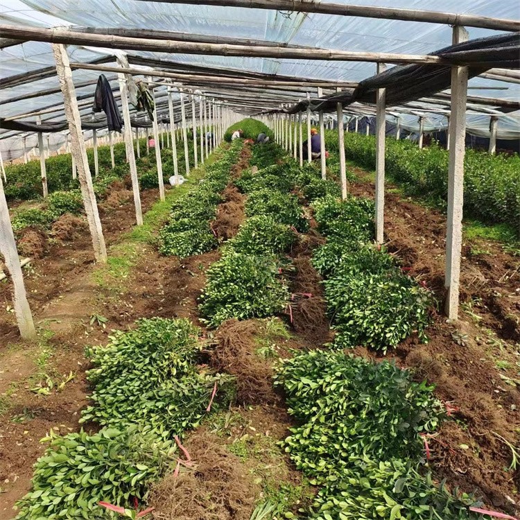 Chinese Privet Seeds