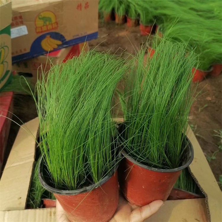 Fine Leaf Needle Point