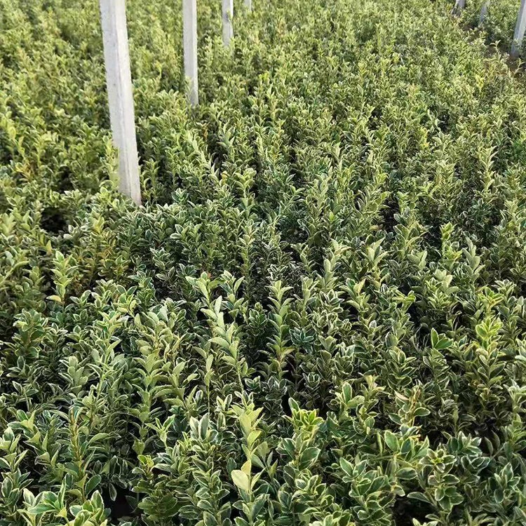 Golden Raintree (Bodhidhāru)