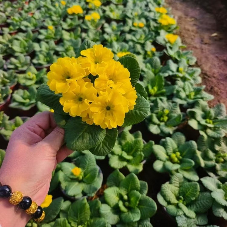 报春花