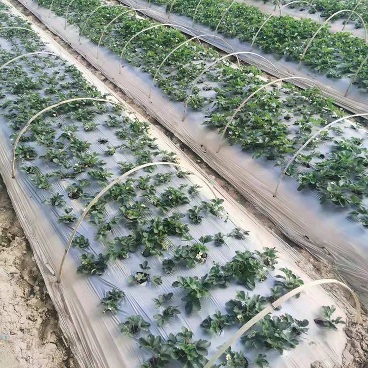 草莓育苗用膜