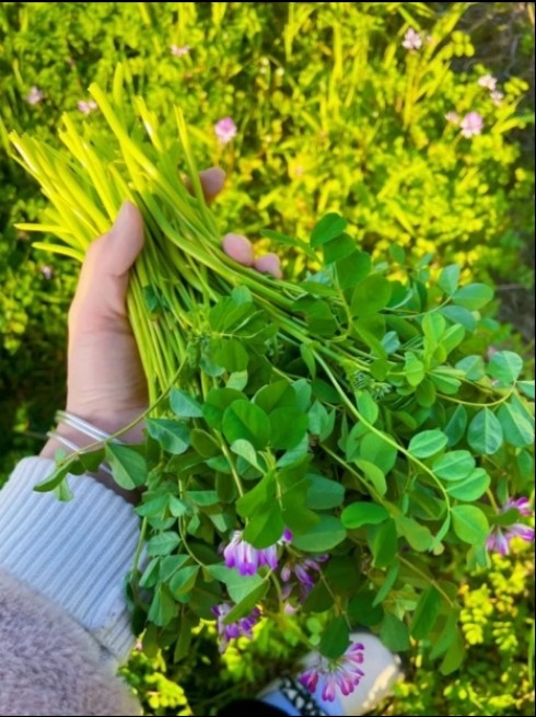 2025年南京园林绿化草种厂家TOP3排行：生态建设品质双优