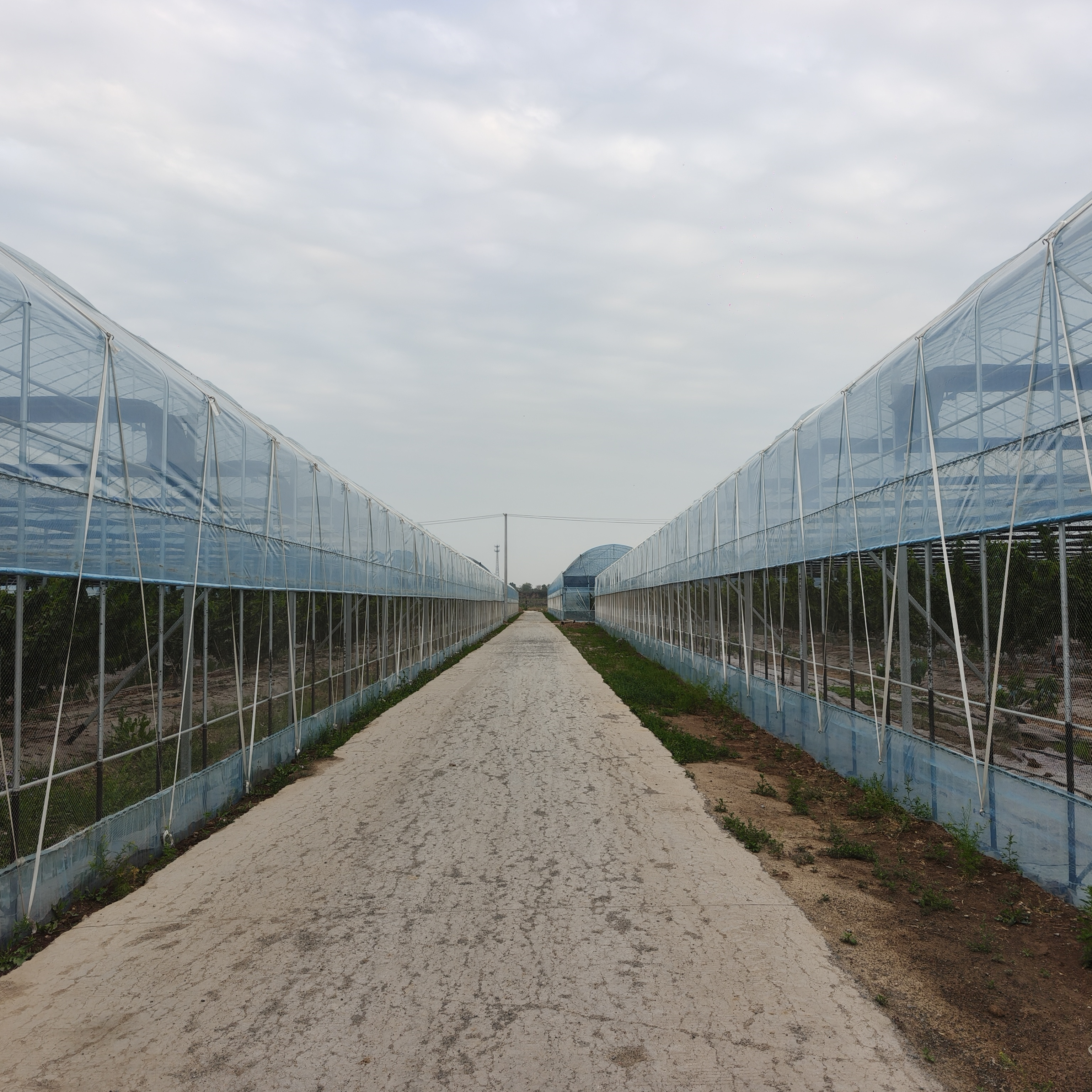 青州市一润农膜厂:蔬菜大棚膜，增温膜、水果专用膜厂家