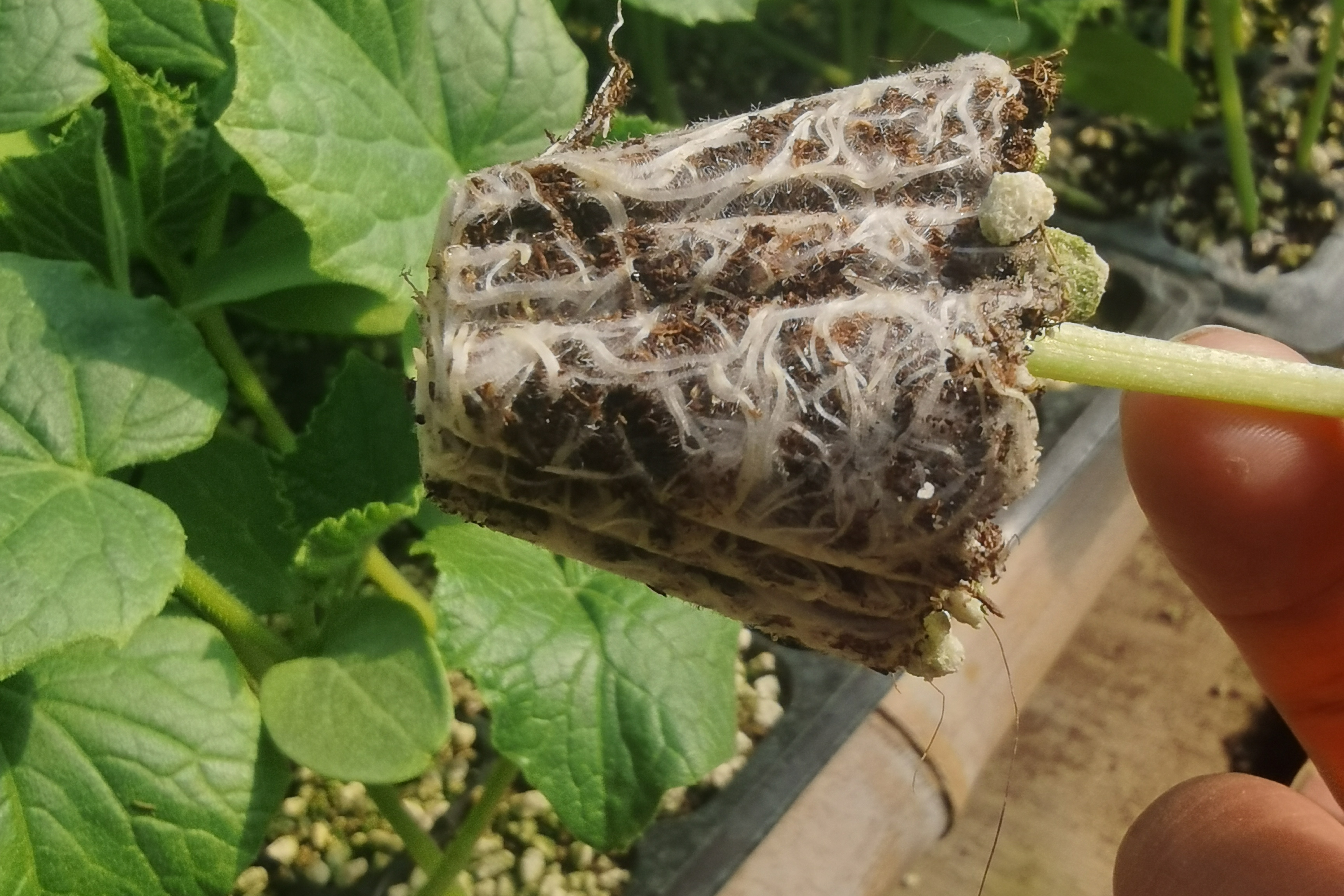 TOP寿光市绿田国际商贸有限公司：江苏花土品牌的行业力量