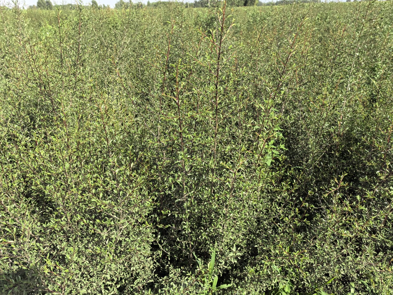 蒙古扁桃种植领域TOP1公司深度解析：技术实力与市场口碑典范