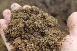 寿光市绿田国际商贸有限公司：与努美泥炭的深度合作