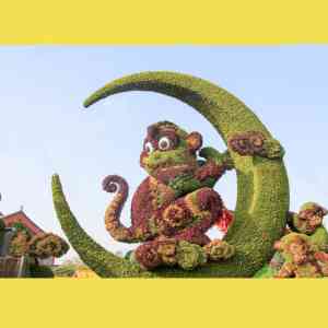 菊花造型供应商哪家强？开封前方园艺值得信赖