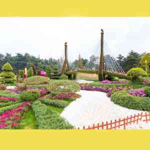 菊花种苗厂家大揭秘：前方园艺为何成为行业翘楚