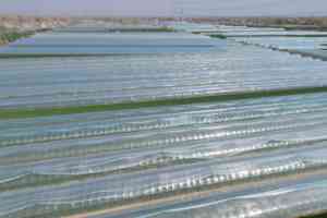 农膜行业的领军者——青州市鲁冠塑料有限公司