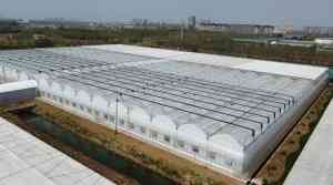 连栋薄膜大棚定做优质厂家推荐：山东柏科阿姆农业科技开发有限公司