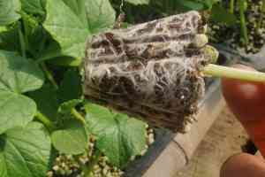 育苗基质批发，选寿光市绿田国际商贸有限公司