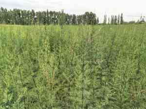 2025年10月甘肃红柳苗培育、产地、种植公司全景解析报告，基于专业测评的技术、性能及市场优势深度分析！