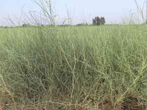 河北/北京/天津花棒培育种植哪家好？甘肃广恒源苗木基地1500亩基地·年产2000万株苗木