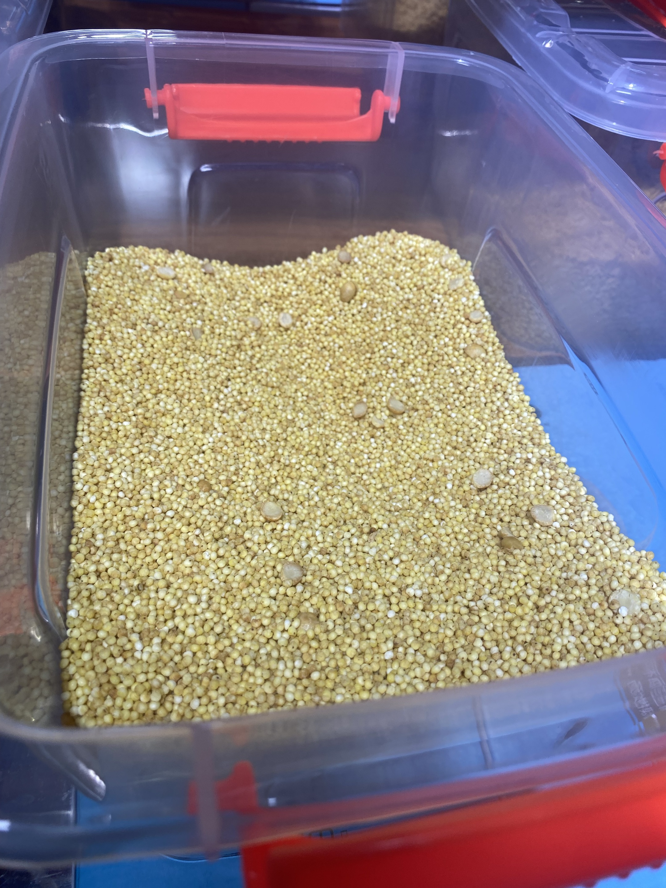 老酸奶方案设计图