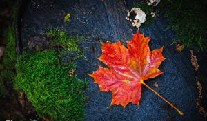 2025年枫叶卡企业外派保卡服务推荐：聚焦广州保卡商务咨询有限公司的山西居住证明方案、内蒙古在线申请服务及河北邮寄申请服务解析