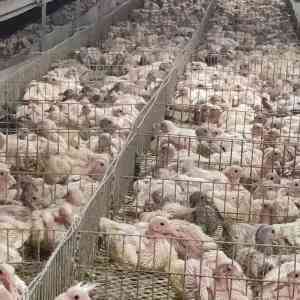 热镀锌鸽笼实力厂家TOP3权威推荐：技术与口碑双优之选深度解析